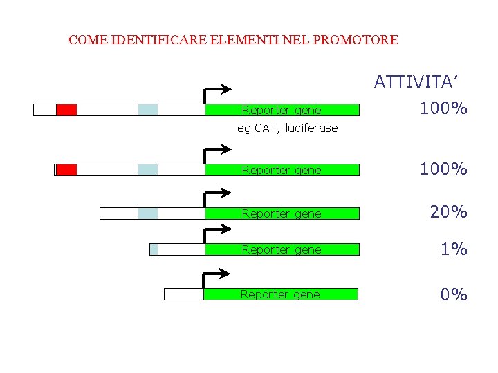 COME IDENTIFICARE ELEMENTI NEL PROMOTORE ATTIVITA’ Reporter gene 100% eg CAT, luciferase Reporter gene