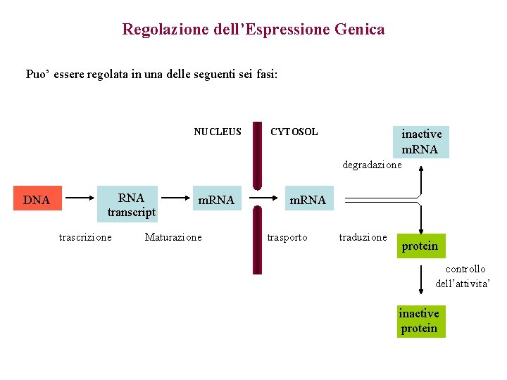 Regolazione dell’Espressione Genica Puo’ essere regolata in una delle seguenti sei fasi: NUCLEUS CYTOSOL