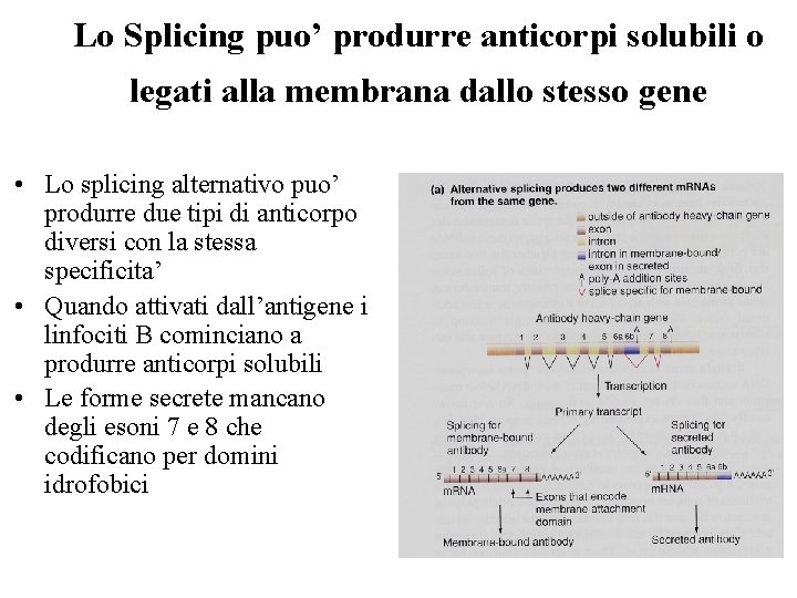 Lo Splicing puo’ produrre anticorpi solubili o legati alla membrana dallo stesso gene •