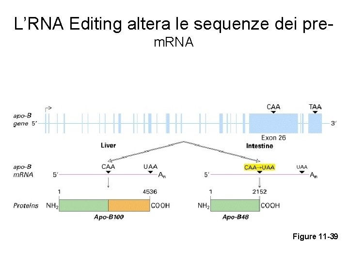 L’RNA Editing altera le sequenze dei prem. RNA Figure 11 -39 