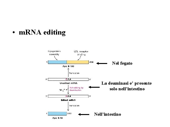  • m. RNA editing Nel fegato La deaminasi e’ presente solo nell’intestino Nell’intestino