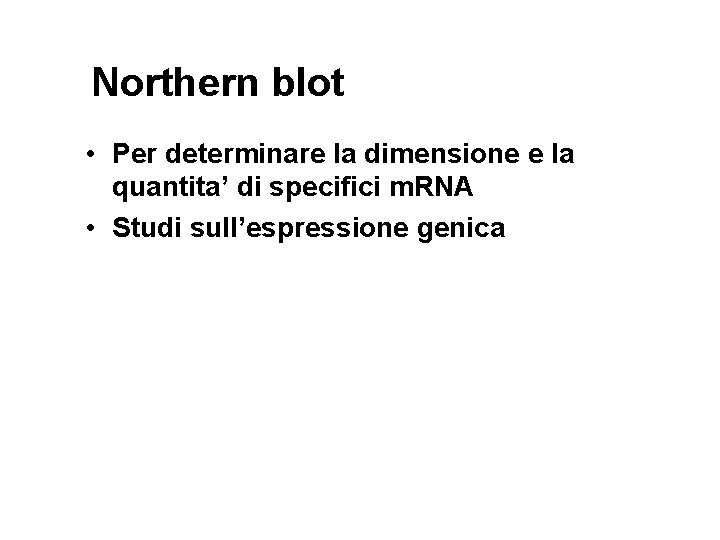 Northern blot • Per determinare la dimensione e la quantita’ di specifici m. RNA