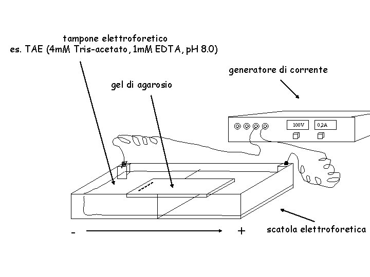 tampone elettroforetico es. TAE (4 m. M Tris-acetato, 1 m. M EDTA, p. H