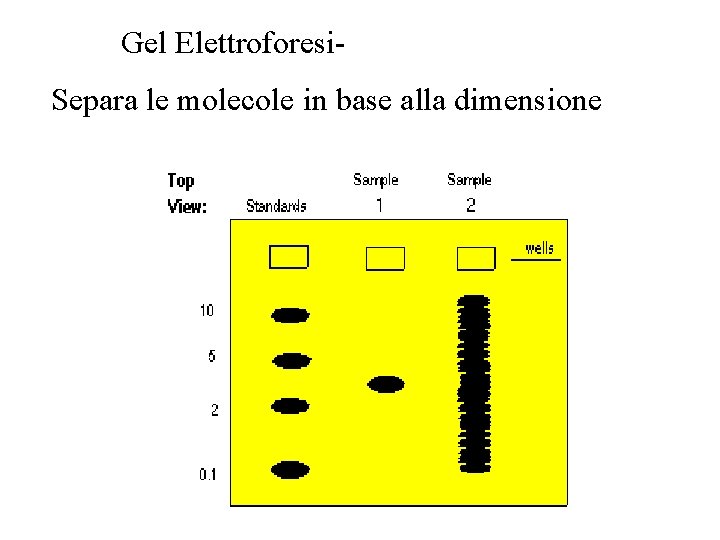 Gel Elettroforesi. Separa le molecole in base alla dimensione 