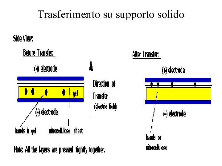 Trasferimento su supporto solido 