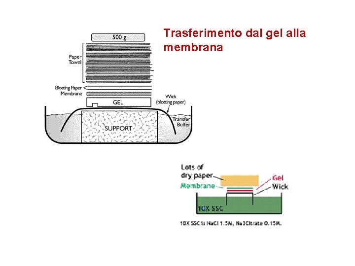 Trasferimento dal gel alla membrana 