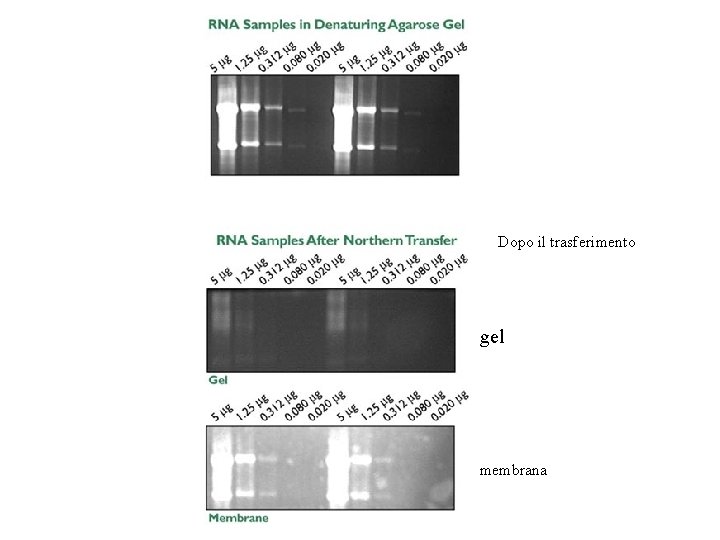 Dopo il trasferimento gel membrana 