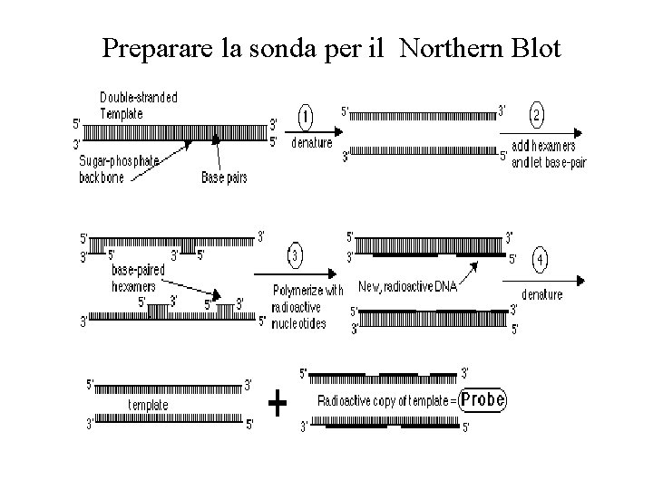 Preparare la sonda per il Northern Blot 