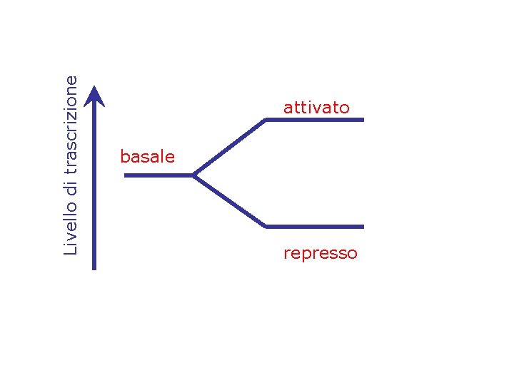 Livello di trascrizione attivato basale represso 