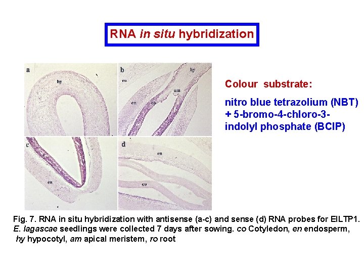 RNA in situ hybridization Colour substrate: nitro blue tetrazolium (NBT) + 5 -bromo-4 -chloro-3