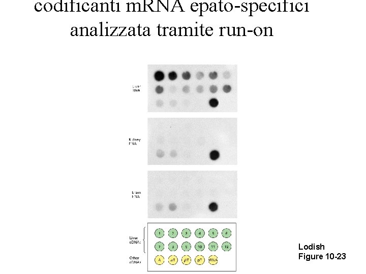 codificanti m. RNA epato-specifici analizzata tramite run-on Lodish Figure 10 -23 