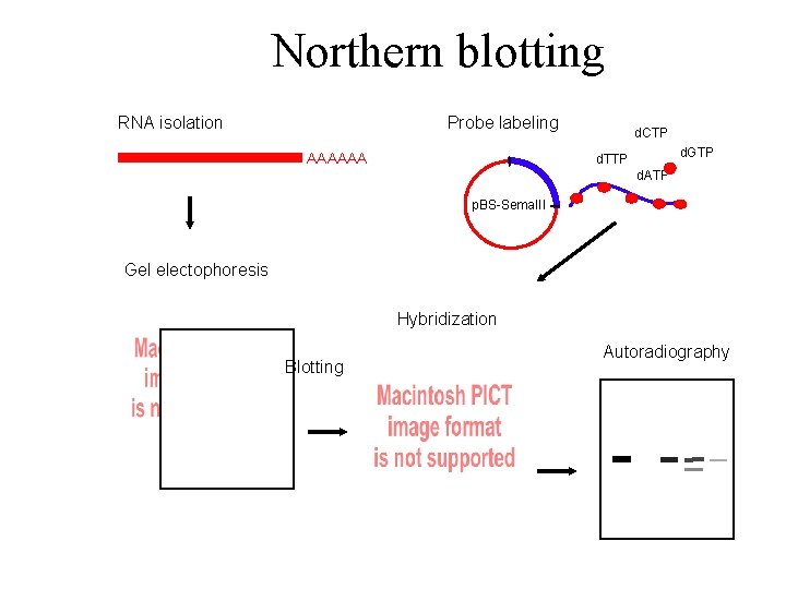Northern blotting RNA isolation Probe labeling AAAAAA d. CTP d. GTP d. TTP d.