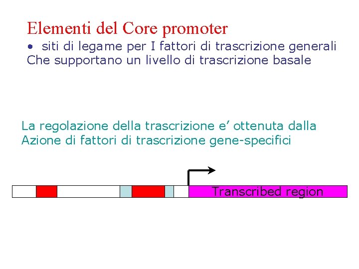 Elementi del Core promoter • siti di legame per I fattori di trascrizione generali