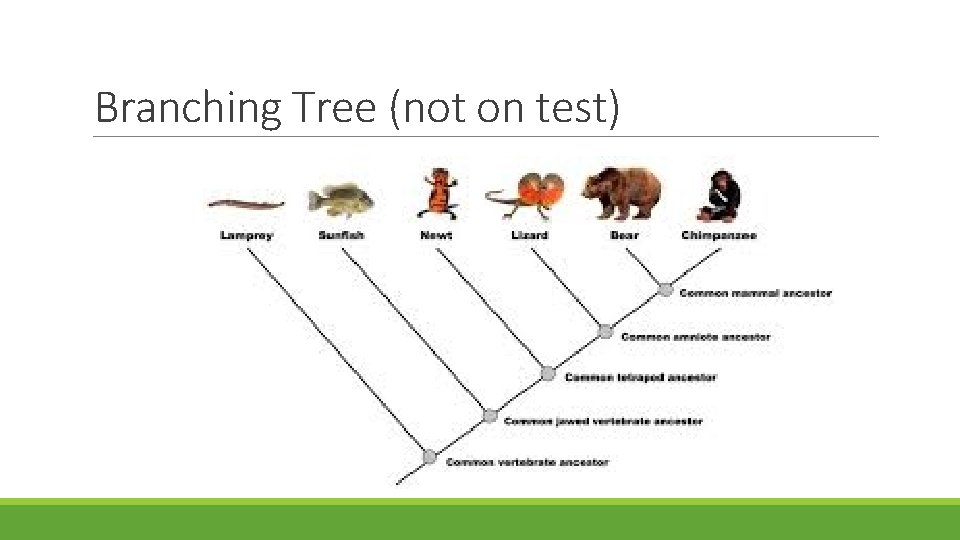 Branching Tree (not on test) 