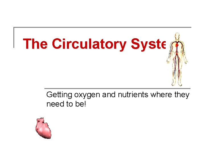 The Circulatory System Getting oxygen and nutrients where they need to be! 