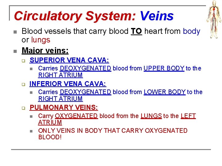 Circulatory System: Veins n n Blood vessels that carry blood TO heart from body