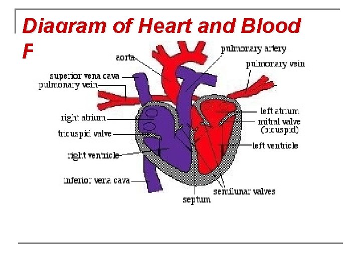 Diagram of Heart and Blood Flow 