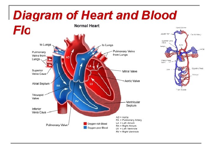 Diagram of Heart and Blood Flow 