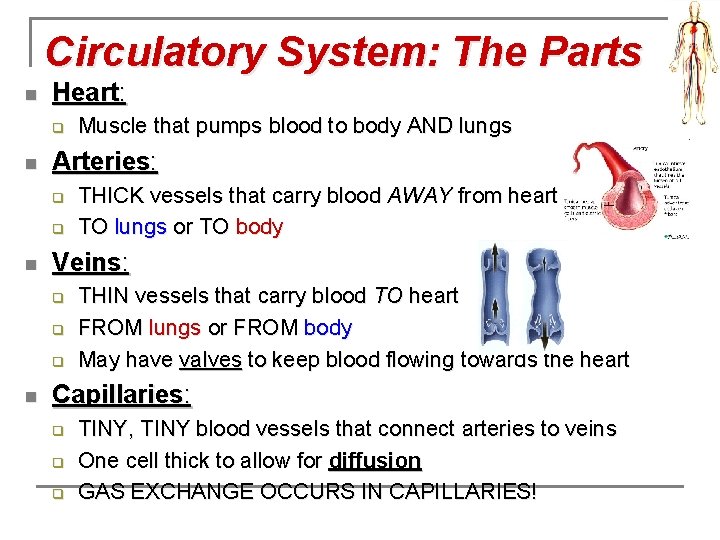 Circulatory System: The Parts n Heart: q n Arteries: q q n THICK vessels