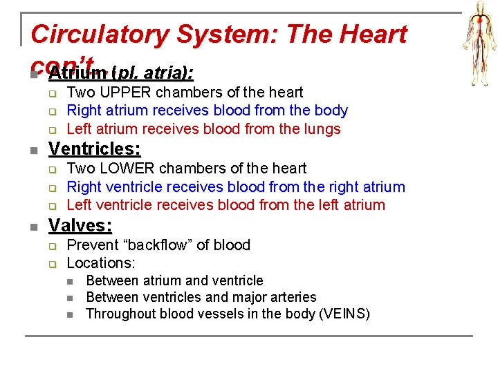 Circulatory System: The Heart con’t… n Atrium (pl. atria): q q q n Ventricles: