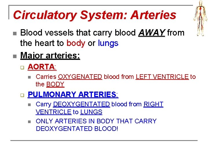Circulatory System: Arteries n n Blood vessels that carry blood AWAY from the heart