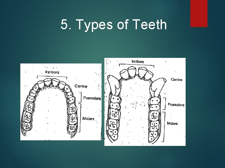 5. Types of Teeth 