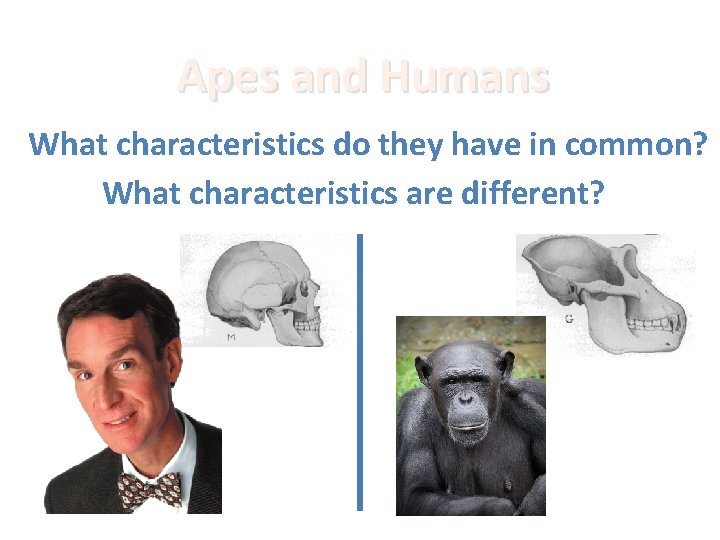 Apes and Humans What characteristics do they have in common? What characteristics are different?