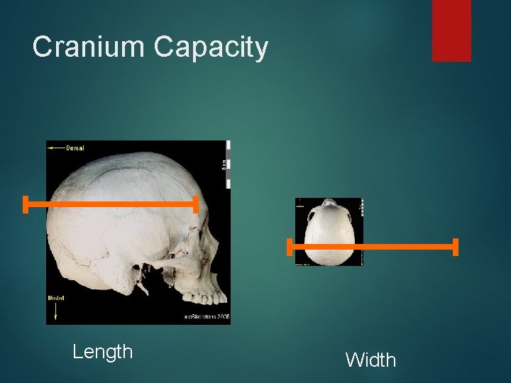 Cranium Capacity Length Width 