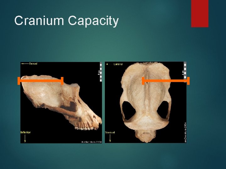 Cranium Capacity 