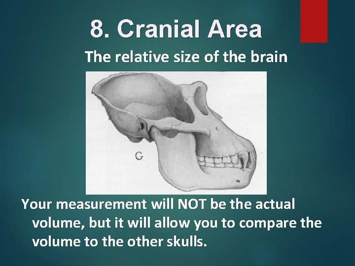 8. Cranial Area The relative size of the brain Your measurement will NOT be