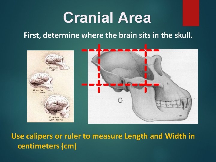 Cranial Area First, determine where the brain sits in the skull. Use calipers or