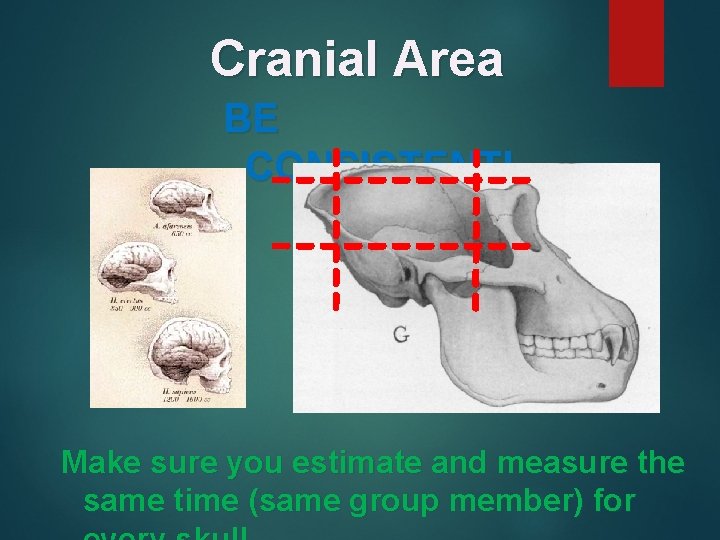 Cranial Area BE CONSISTENT! Make sure you estimate and measure the same time (same