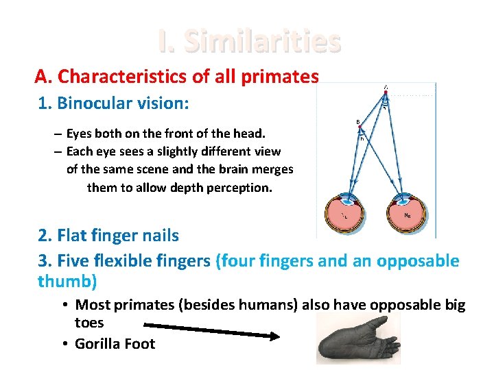 I. Similarities A. Characteristics of all primates 1. Binocular vision: – Eyes both on