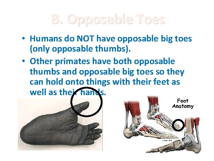 B. Opposable Toes • Humans do NOT have opposable big toes (only opposable thumbs).