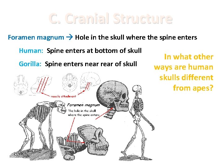 C. Cranial Structure Foramen magnum Hole in the skull where the spine enters Human: