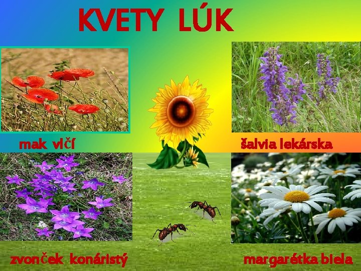 KVETY LÚK mak vlčí zvonček konáristý šalvia lekárska margarétka biela 