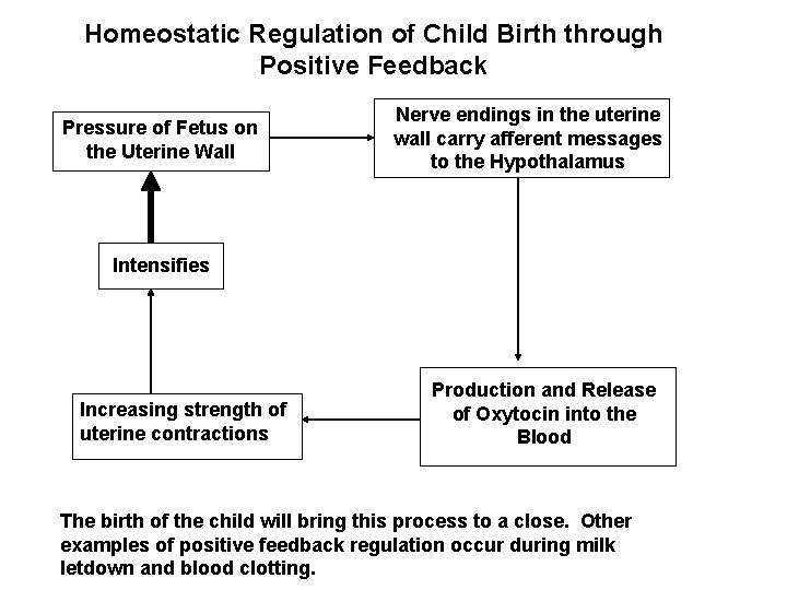 Homeostatic Regulation of Child Birth through Positive Feedback Pressure of Fetus on the Uterine