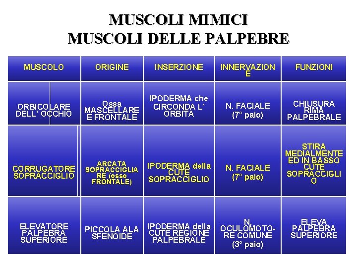 MUSCOLI MIMICI MUSCOLI DELLE PALPEBRE MUSCOLO ORIGINE INSERZIONE ORBICOLARE DELL’ OCCHIO Ossa MASCELLARE E