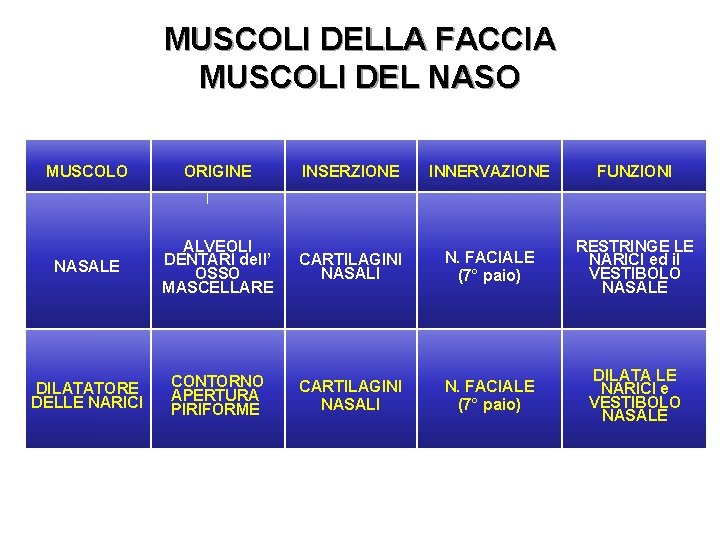 MUSCOLI DELLA FACCIA MUSCOLI DEL NASO MUSCOLO ORIGINE INSERZIONE INNERVAZIONE FUNZIONI NASALE ALVEOLI DENTARI