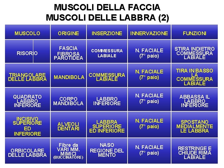 MUSCOLI DELLA FACCIA MUSCOLI DELLE LABBRA (2) MUSCOLO ORIGINE INSERZIONE INNERVAZIONE FUNZIONI RISORIO FASCIA