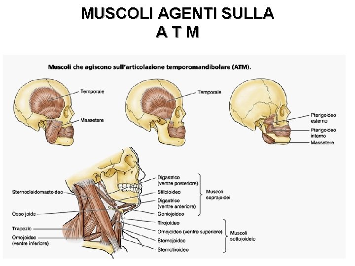 MUSCOLI AGENTI SULLA ATM 