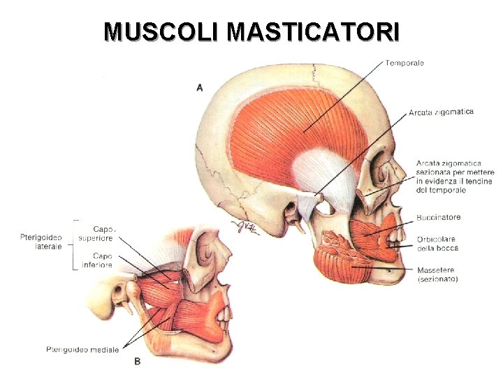 MUSCOLI MASTICATORI 