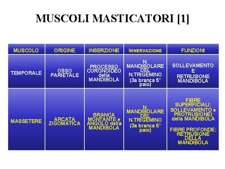 MUSCOLI MASTICATORI [1] MUSCOLO TEMPORALE MASSETERE ORIGINE OSSO PARIETALE ARCATA ZIGOMATICA INSERZIONE INNERVAZIONE FUNZIONI