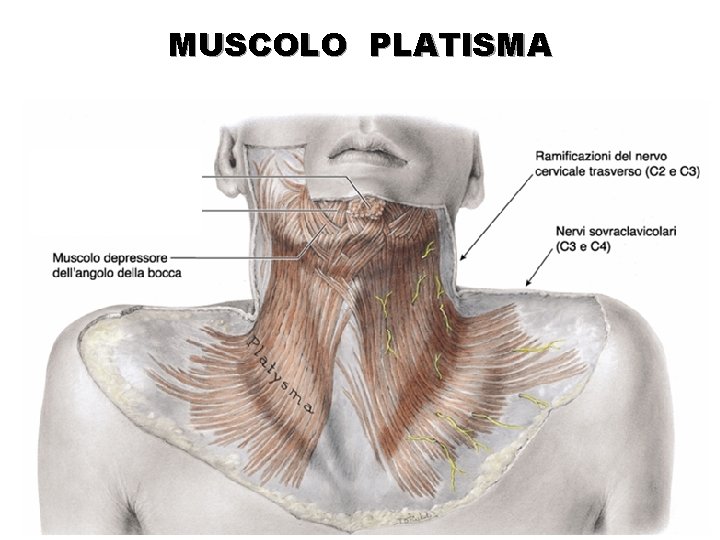 MUSCOLO PLATISMA 