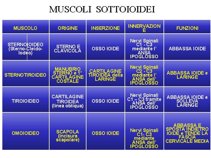 MUSCOLI SOTTOIOIDEI MUSCOLO STERNOIOIDEO (Sterno-Cleido. Iodeo) STERNOTIROIDEO TIROIOIDEO OMOIOIDEO ORIGINE STERNO E CLAVICOLA INSERZIONE