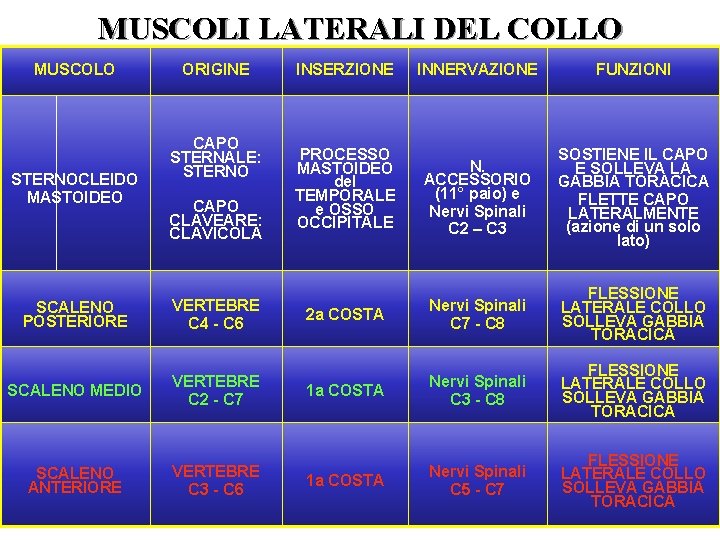 MUSCOLI LATERALI DEL COLLO MUSCOLO STERNOCLEIDO MASTOIDEO ORIGINE CAPO STERNALE: STERNO CAPO CLAVEARE: CLAVICOLA