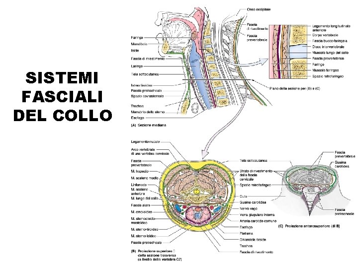 SISTEMI FASCIALI DEL COLLO 