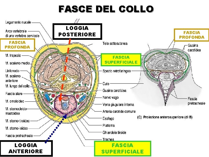 FASCE DEL COLLO LOGGIA POSTERIORE FASCIA PROFONDA FASCIA SUPERFICIALE LOGGIA ANTERIORE FASCIA SUPERFICIALE 