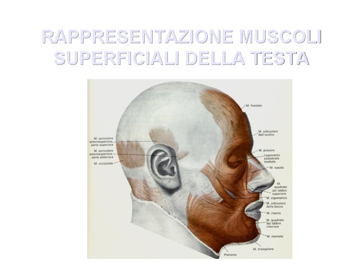 RAPPRESENTAZIONE MUSCOLI SUPERFICIALI DELLA TESTA 