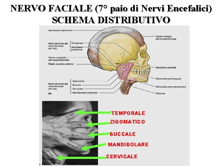 NERVO FACIALE (7° paio di Nervi Encefalici) SCHEMA DISTRIBUTIVO TEMPORALE ZIGOMATICO BUCCALE MANDIBOLARE CERVICALE